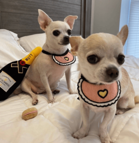 Love Bibs for Pets
