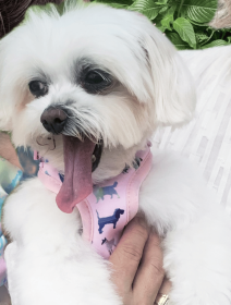 Pink Puppies Harness (Color: Pink, size: small)