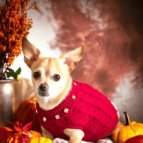 Studded Knit Turtleneck- Dog Sweater (size: S)