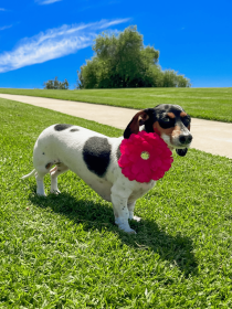 FL2002 | Daisy Flower Dog/ Cat Bow on Velcro Collar Attachment|Pets Ribbons (Color: Black)