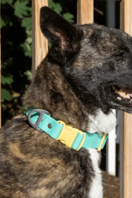 Island Vibes Waterproof Dog Collar (size: 20 - 26 inch)