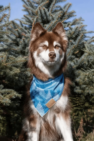 Siberian Spruce Dog Bandana (size: XL - 35in x 17in)