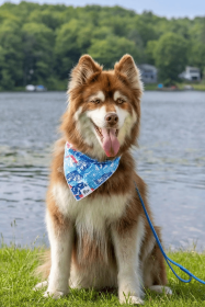 Painted Peaks Dog Bandana & Matching Keychain (Bandana Size: S/M - 18in x 10in)