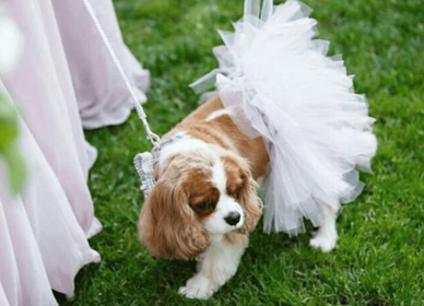 White Bridal Dog Tutu Skirt (size: (Large))