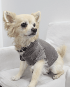 Doggy Hoodie (Color: Coco, size: medium)