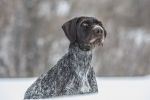 SportDOG Brand No Bark